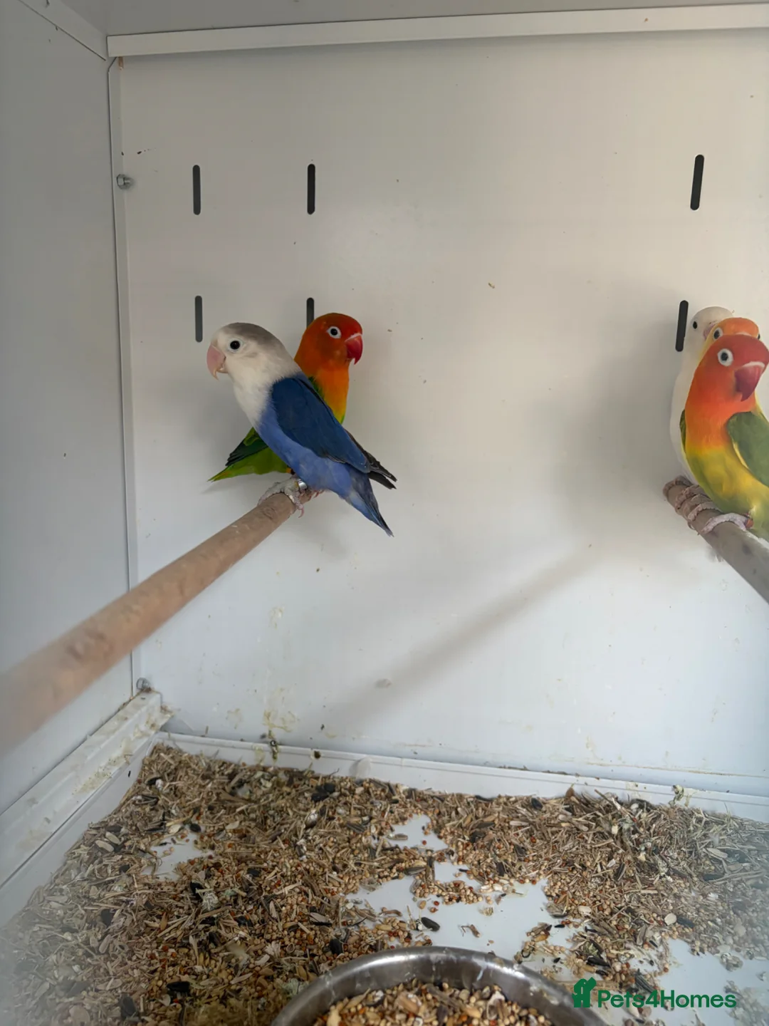 Lovebirds birds for sale: Stunning Various Baby Lovebirds  - Advert 1