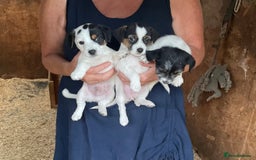 Jack Russell dogs for sale: Gorgeous Jack Russell puppies  - Image 4