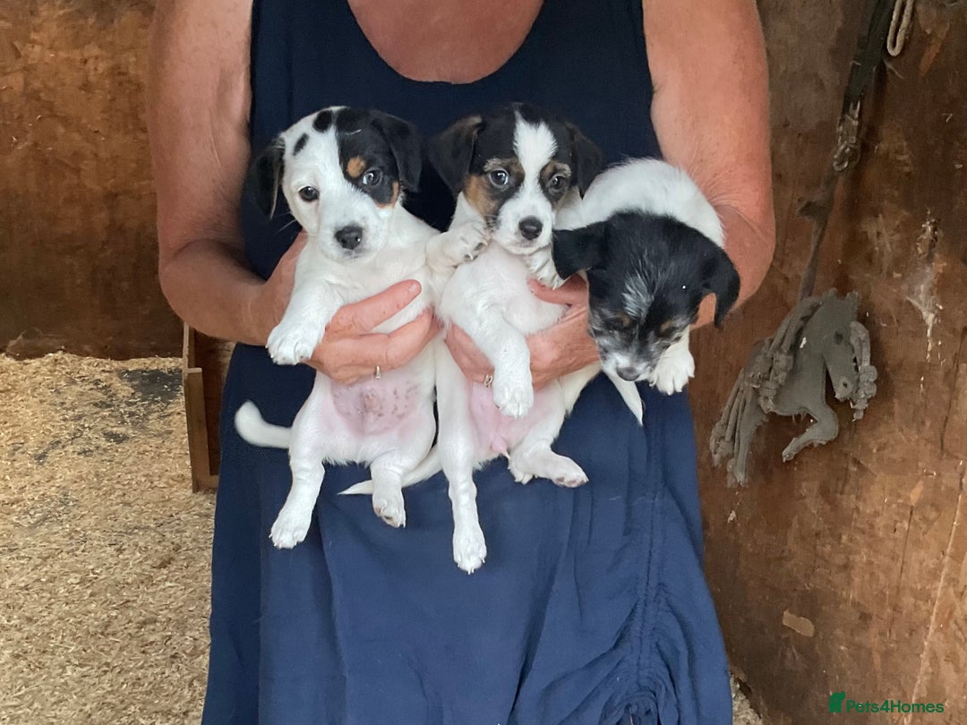 Jack Russell dogs for sale: Gorgeous Jack Russell puppies  - Image 4