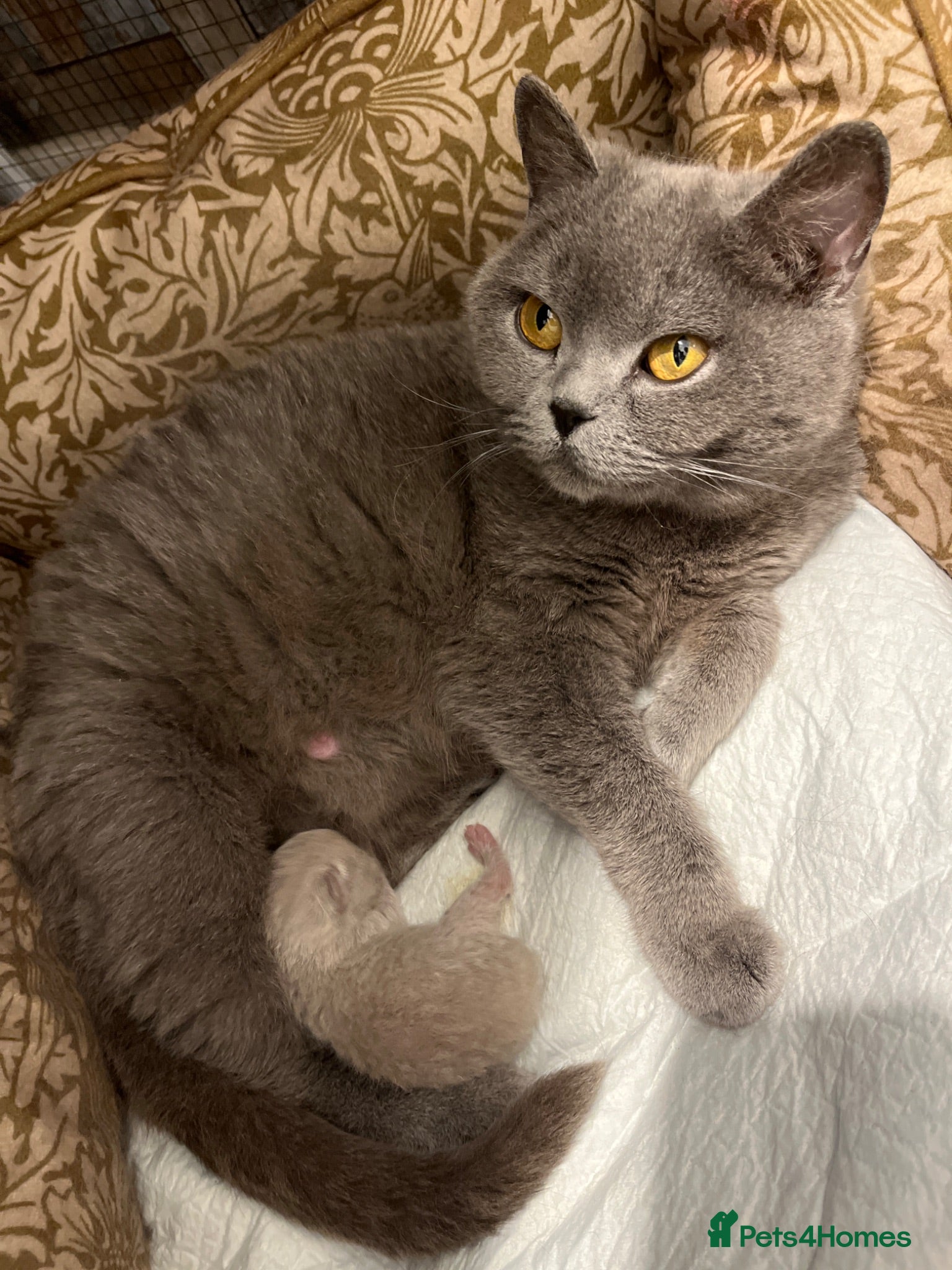 British Shorthair cats Grand imperial champion parent & grandparents  - Advert 4