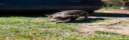 French Bulldog dogs for sale: Adult fluffy Frenchies for sale  in Wakefield - Advert 20