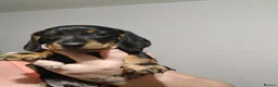Miniature Dachshund dogs for sale: Male miniature dachshund  - Advert 4