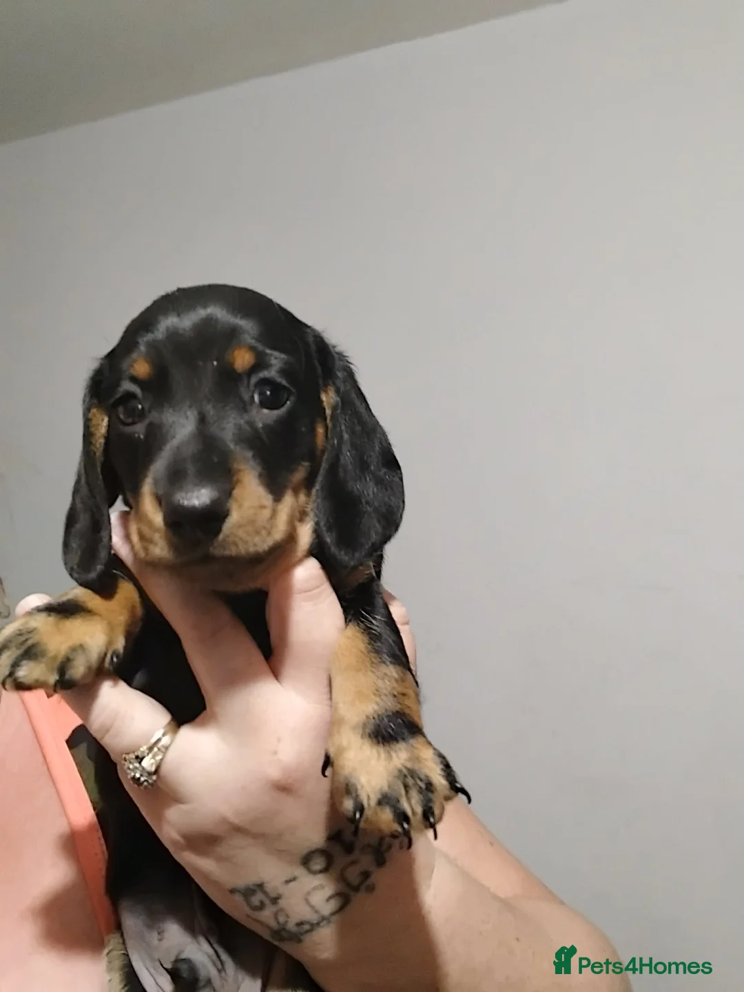 Miniature Dachshund dogs for sale: Male miniature dachshund  - Advert 4