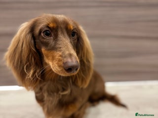 Miniature Dachshund dogs Gorgeous boy looking for his forever home - Advert 1