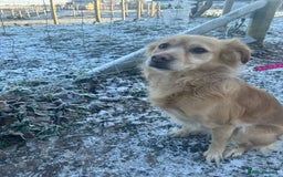 Mixed Breed dogs for sale: Cleo- Mixed Breed - Image 11