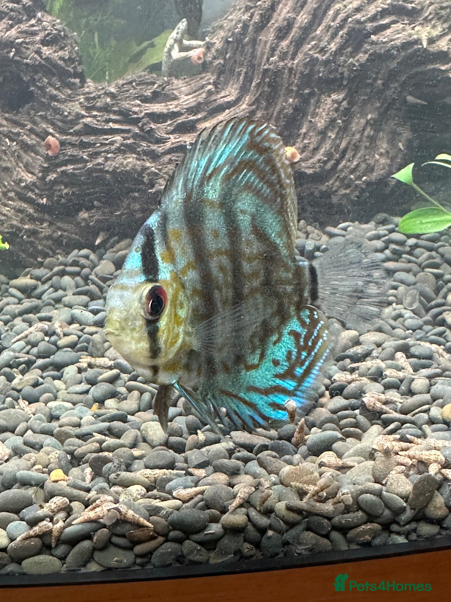 Discus fish Blue Discus - Advert 2