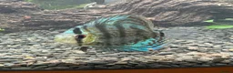 Discus fish for sale: Blue Discus - Advert 2