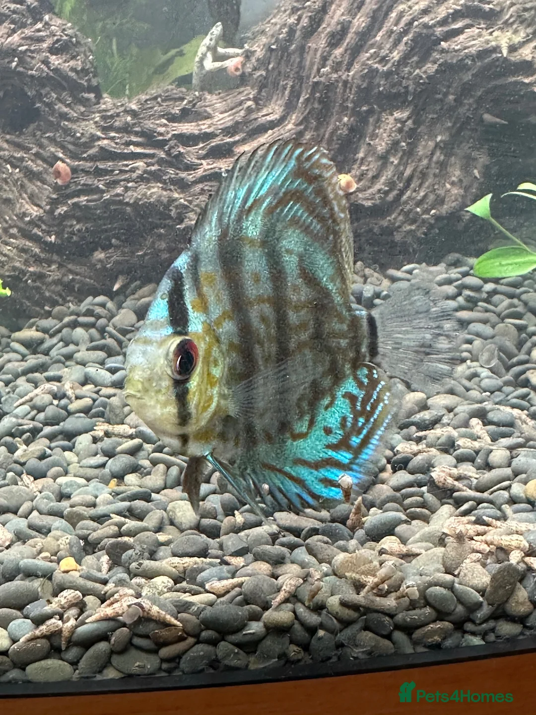 Discus fish for sale: Blue Discus - Advert 2
