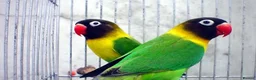 Lovebirds birds for sale: Yellow-collared black mask lovebird, starter food - Advert 2