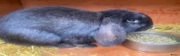 French Lop rabbits for sale: Male French Lop  - Advert 5