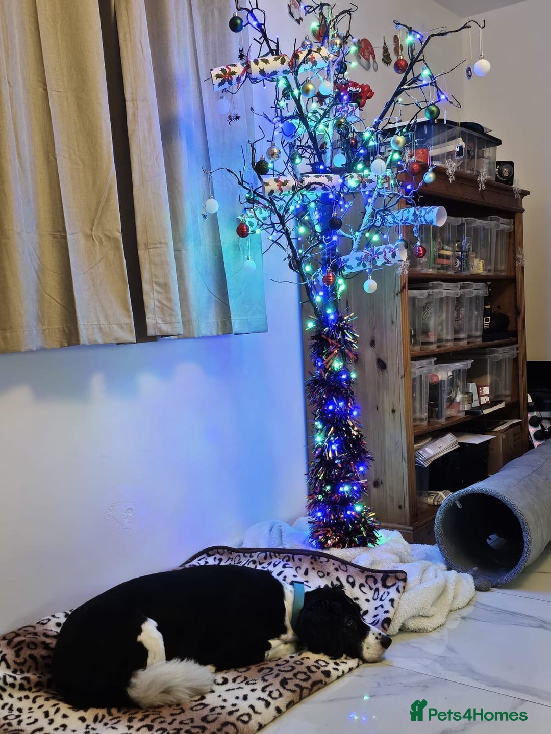 Mixed Breed dogs for adoption: 💙JAKE💙-A GOLDEN BOY WHO DESERVES PEACE, NOT LOSS - Advert 12