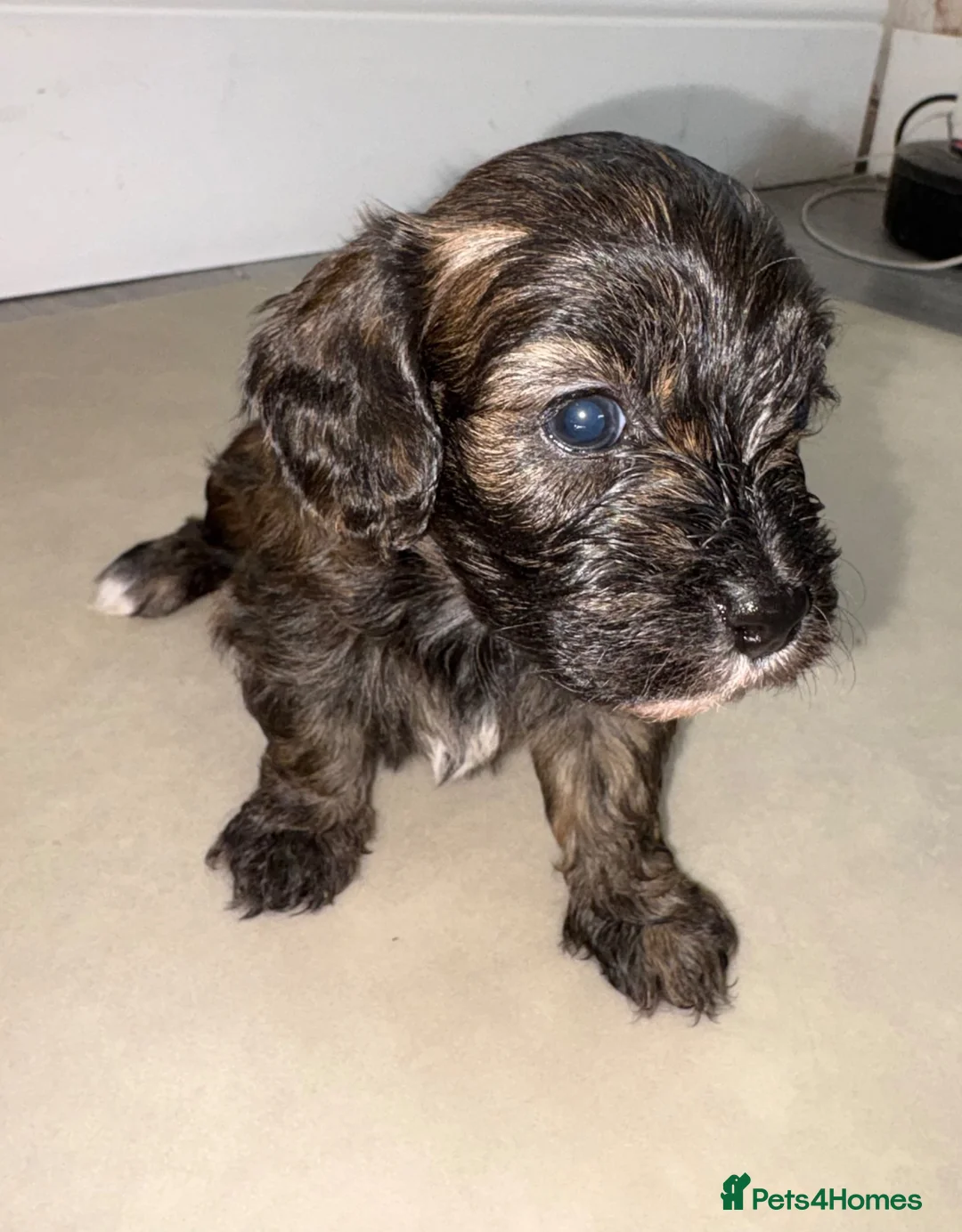Cavapoochon dogs for sale: Cavapoochon puppies for sale in Liverpool - Advert 10