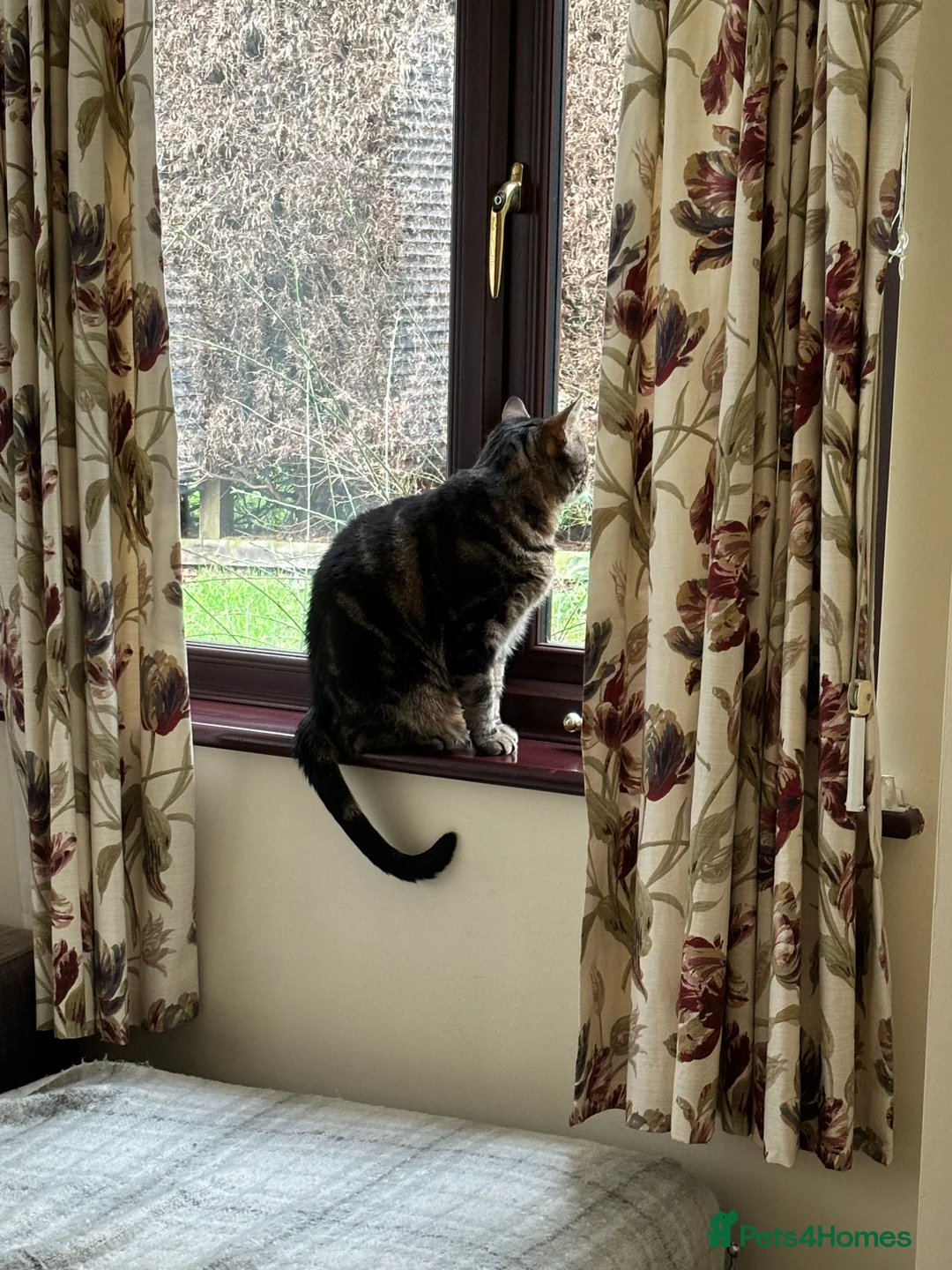 Domestic Shorthair cats for sale: Tortishell male cat - Advert 3