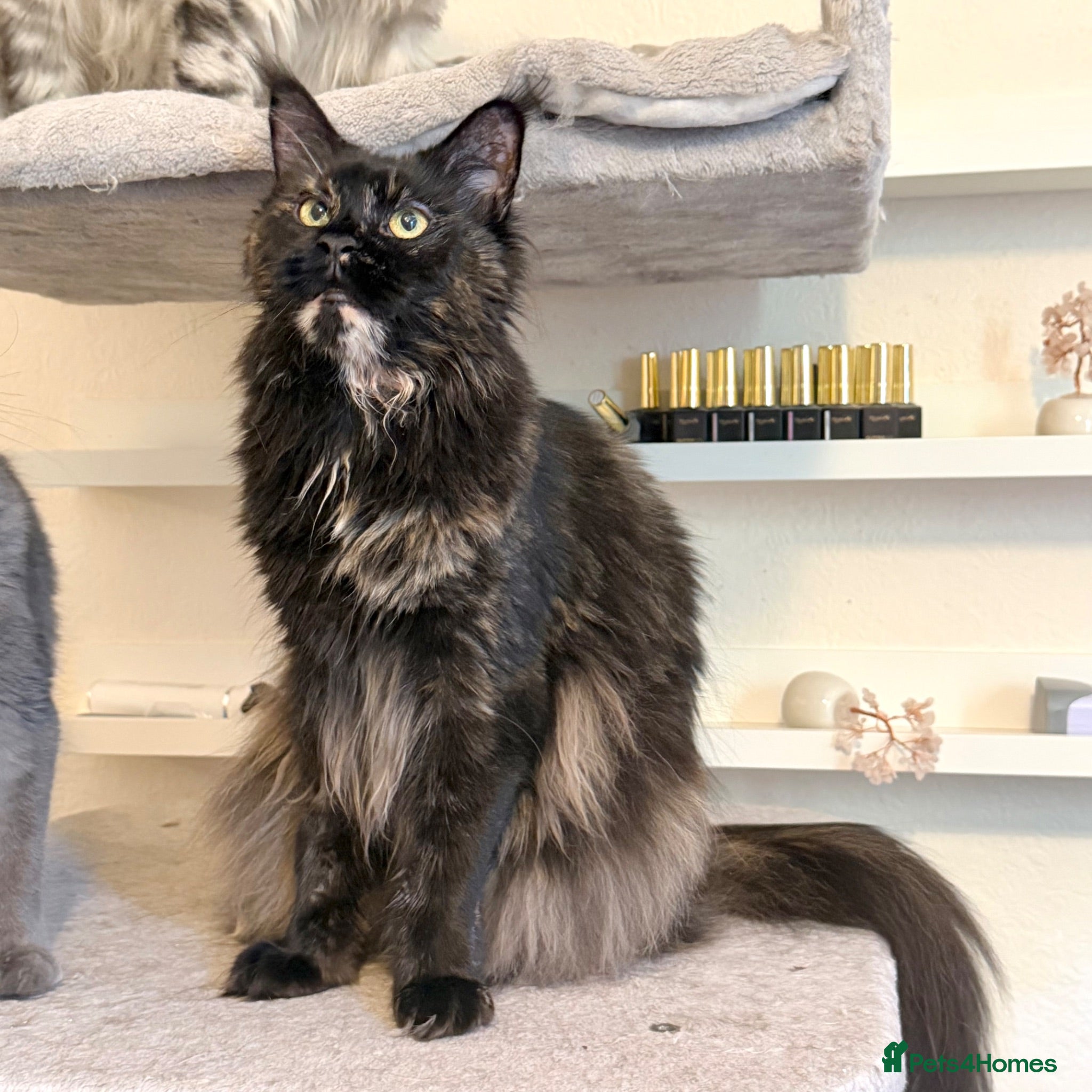Maine Coon cats TICA Registered - Affectionate, Lap Cat, Gentle - Advert 19