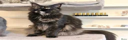Maine Coon cats for sale: TICA Registered - Affectionate, Lap Cat, Gentle - Advert 2