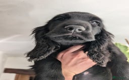 Field Spaniel dogs for sale: Rare and vulnerable Field Spaniel puppies LAST FEW - Image 21