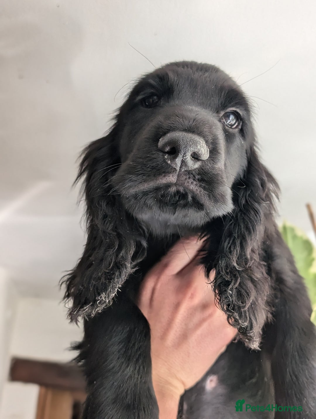 Field Spaniel dogs for sale: Rare and vulnerable Field Spaniel puppies LAST FEW - Image 21