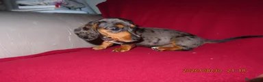 Miniature Dachshund 4