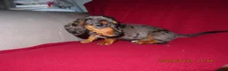 Miniature Dachshund dogs for sale: Miniature daschund puppies in Bedford - Advert 10