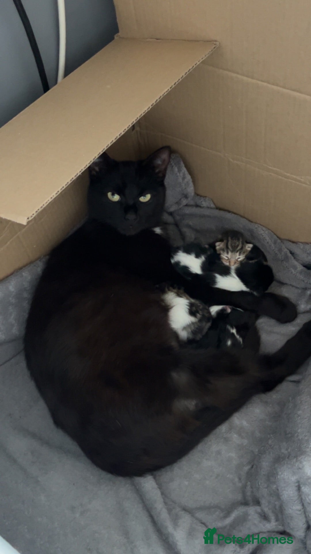 British Longhair cats 4 month old kitten to  **   - Advert 3