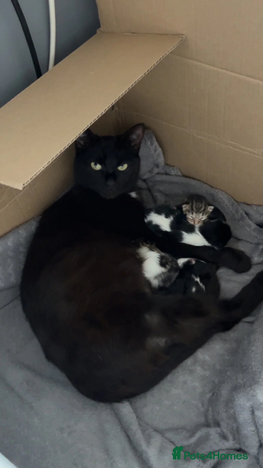 British Longhair cats for sale: 4 month old kitten to  **   in Keighley - Advert 1