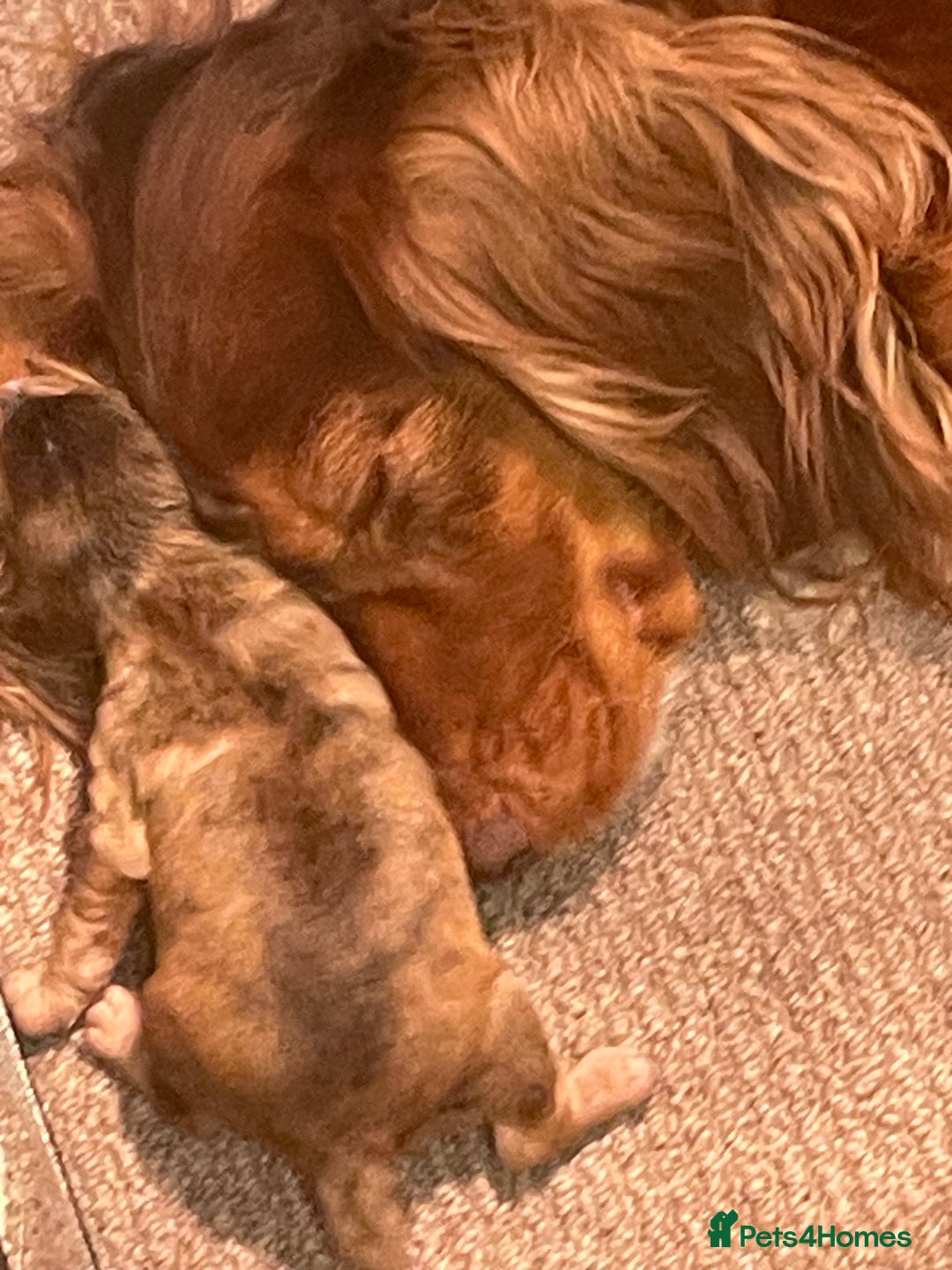 Cockapoo dogs for sale: Stunning sable cockapoos  - Advert 1