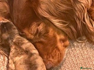 Cockapoo dogs Stunning sable cockapoos - Advert 3