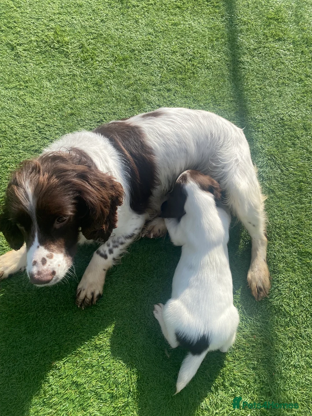 English Springer Spaniel dogs for sale: Male English Springer Spaniel.  - Advert 2