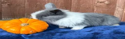 French Lop rabbits for sale: 5 Beautiful French lops  - Advert 15