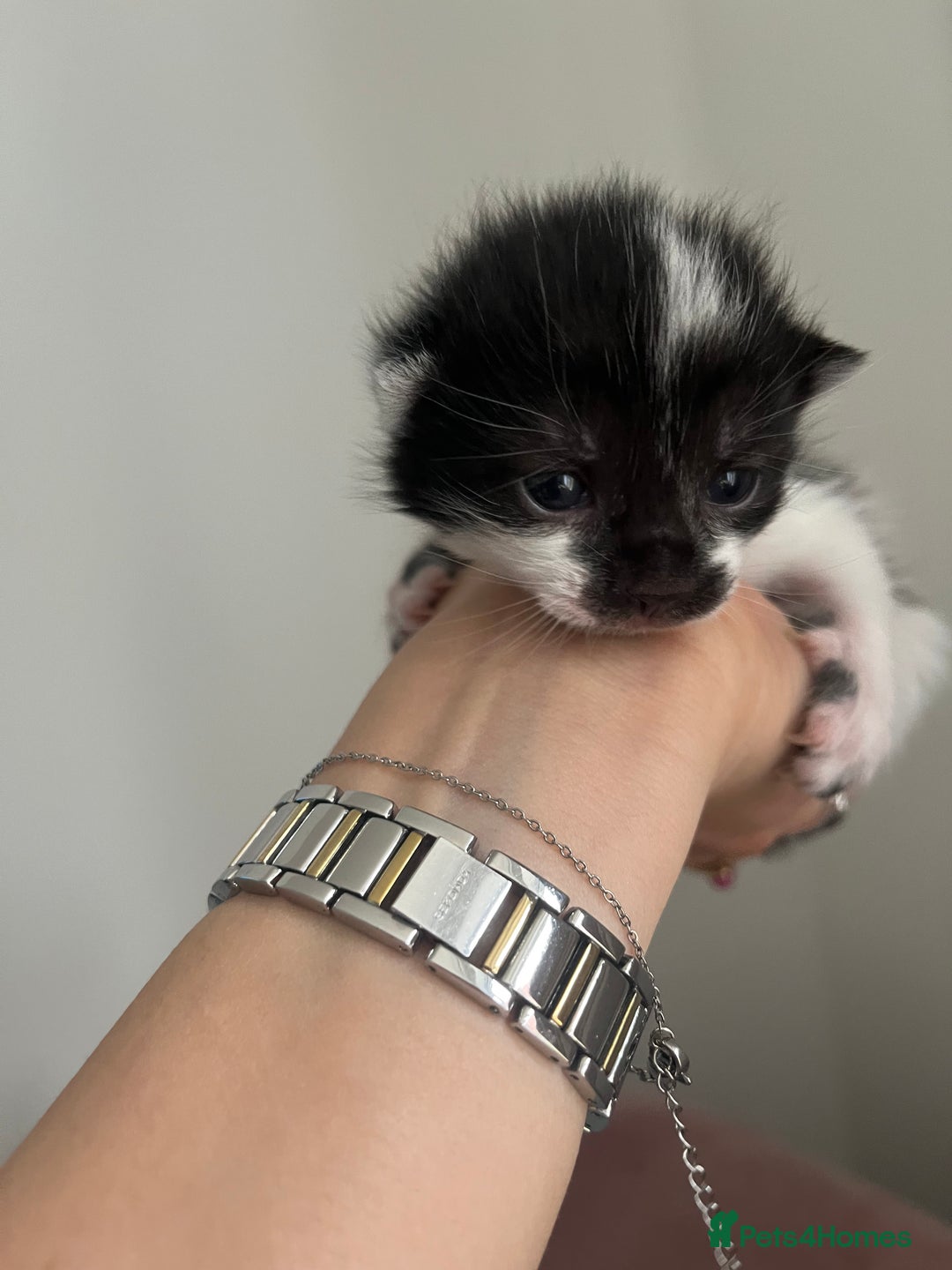 Domestic Shorthair cats for sale: Kittens - Image 9