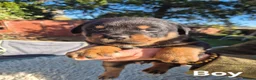 Rottweiler dogs for sale: rottweiler puppies - Advert 4