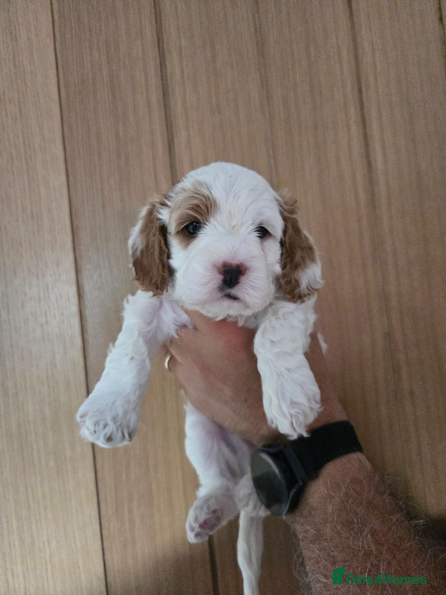 Cavapoo dogs F1 Cavapoo  1 remaining **health tested parents** - Advert 1