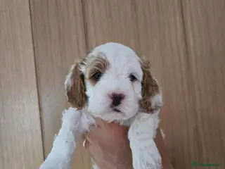 Cavapoo dogs F1 Cavapoo 1 remaining **health tested parents** - Advert 1
