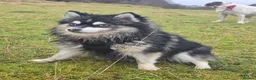 Pomsky dogs for sale: Pomsky litter coming - Advert 12