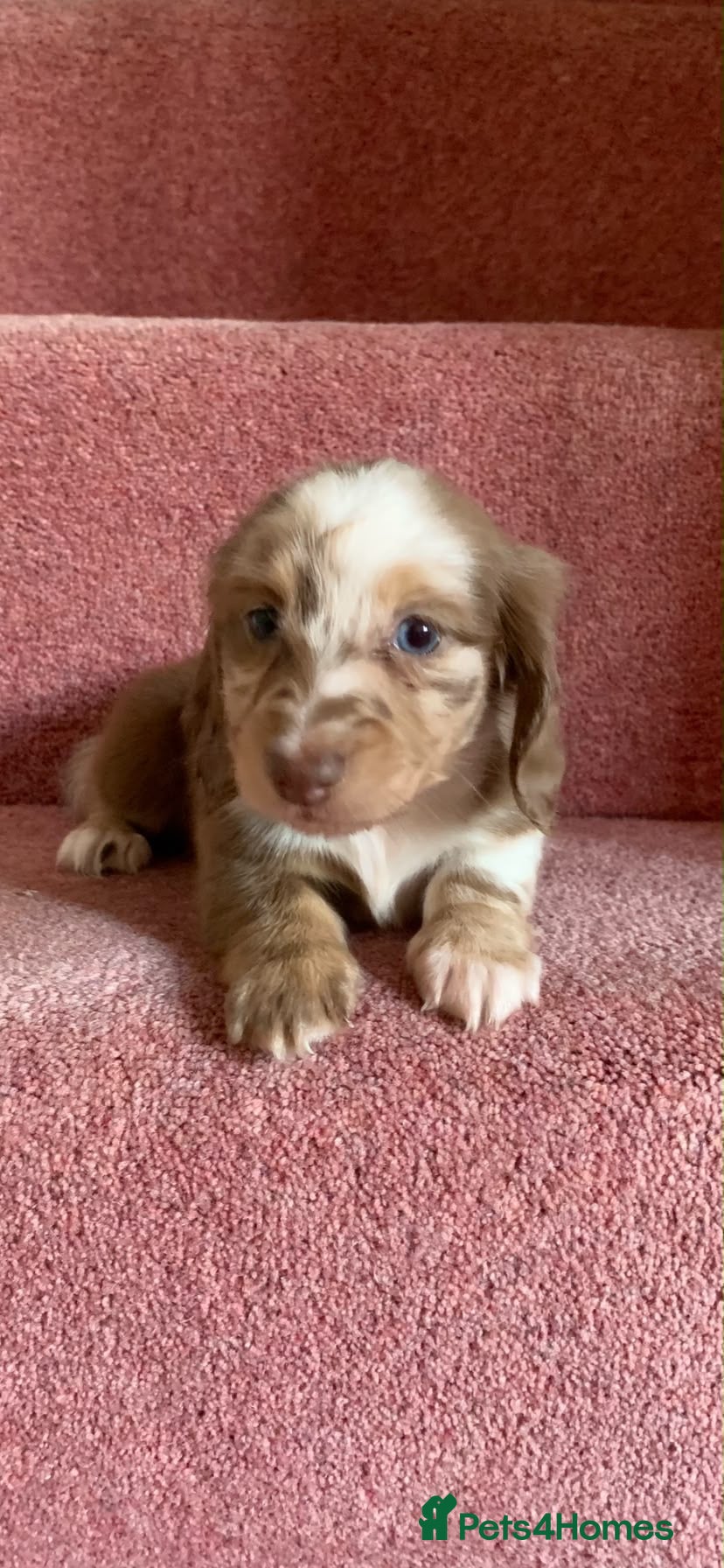 Miniature Dachshund dogs KC registered miniature long haired dachshunds  - Advert 7