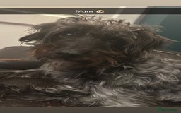 Jackapoo dogs for sale: Beautiful Jackapoos this is Bonnie’s 2nd litter  - Image 5