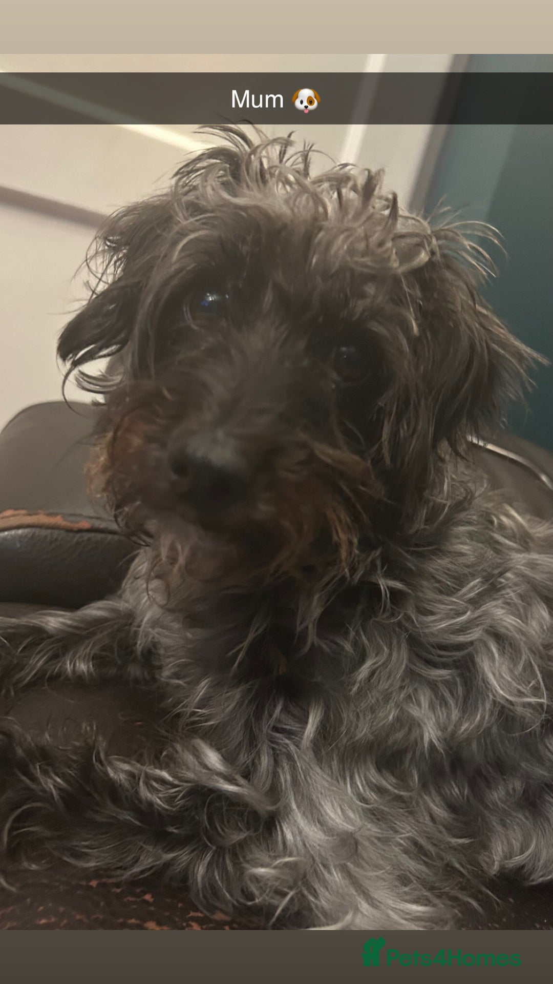 Jackapoo dogs for sale: Beautiful Jackapoos this is Bonnie’s 2nd litter  - Image 5