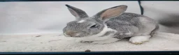Rex rabbits for sale: Lovely mixed litter mini rex - Advert 7
