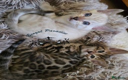 Bengal cats for sale: BENGALPARADISE KITTENS  - Image 3