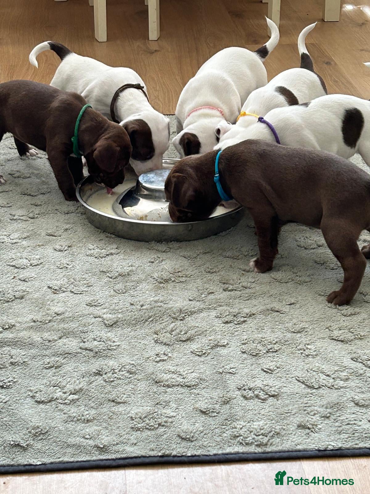 Mixed Breed dogs Spinger spaniel cross Staffordshire bull terrier - Advert 7