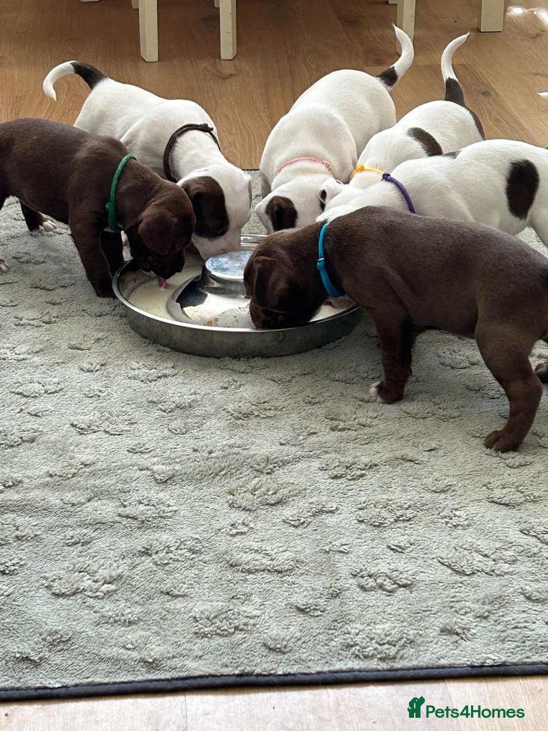 Mixed Breed dogs for sale: Spinger spaniel X Staffordshire bull terrier - Advert 1