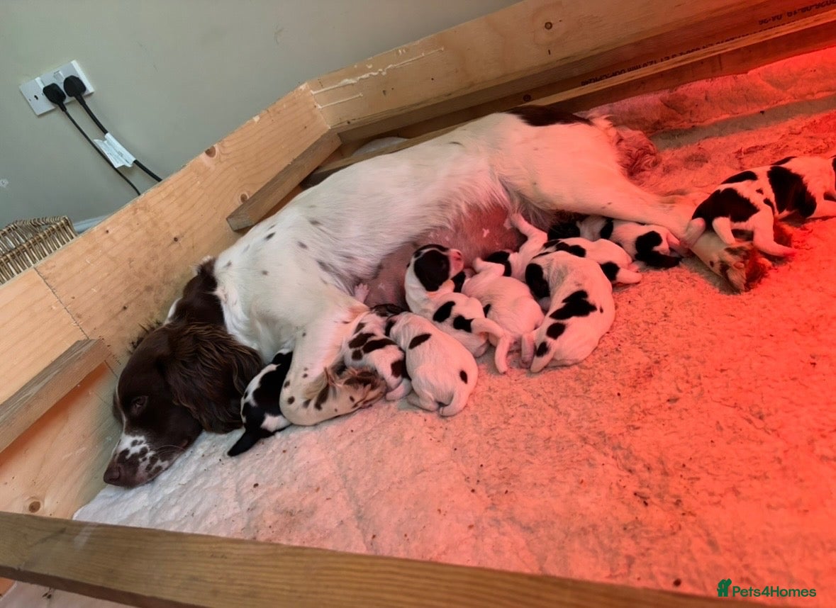 English Springer Spaniel dogs for sale: KC FTCH Springer Spaniels - Advert 4
