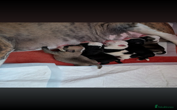 Old Tyme Bulldog dogs for sale: Old tyme bulldog pups  - Image 10