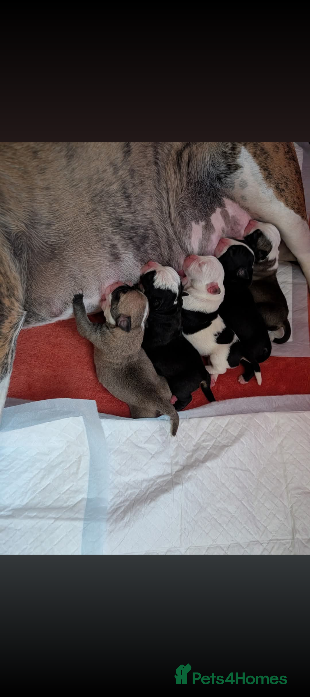 Old Tyme Bulldog dogs for sale: Old tyme bulldog pups  - Image 10