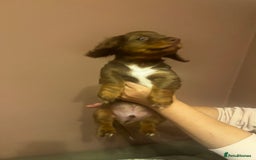 Miniature Dachshund dogs for sale:  KcReg Long Haired Miniature Dachshund Dapper  - Image 4