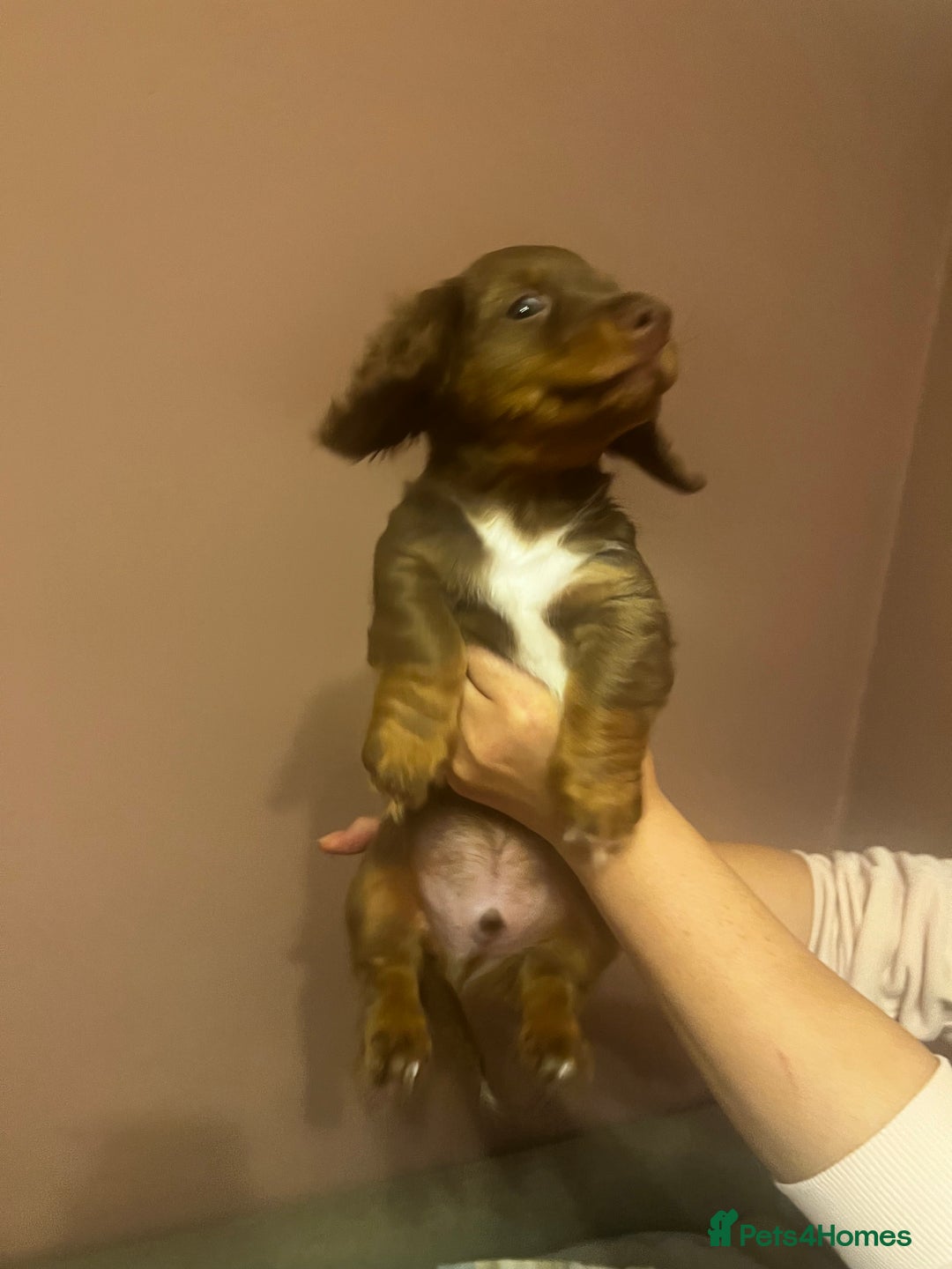 Miniature Dachshund dogs for sale:  KcReg Long Haired Miniature Dachshund Dapper  - Image 4