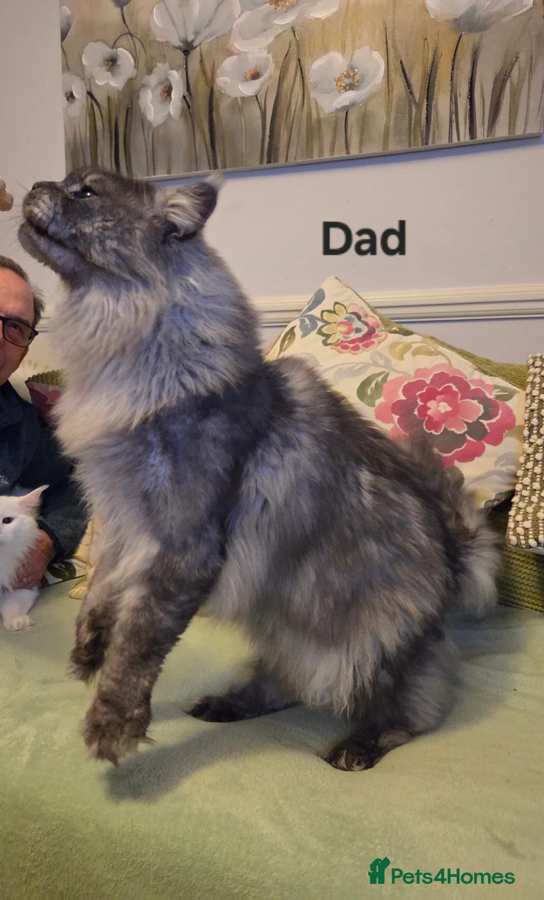 Maine Coon cats for sale: Tica reg Mainecoon kittens 1 boy left - Advert 9