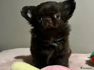 Chihuahua dogs Xx Quality Thai/Russian chihuahuas Xx - Advert 4