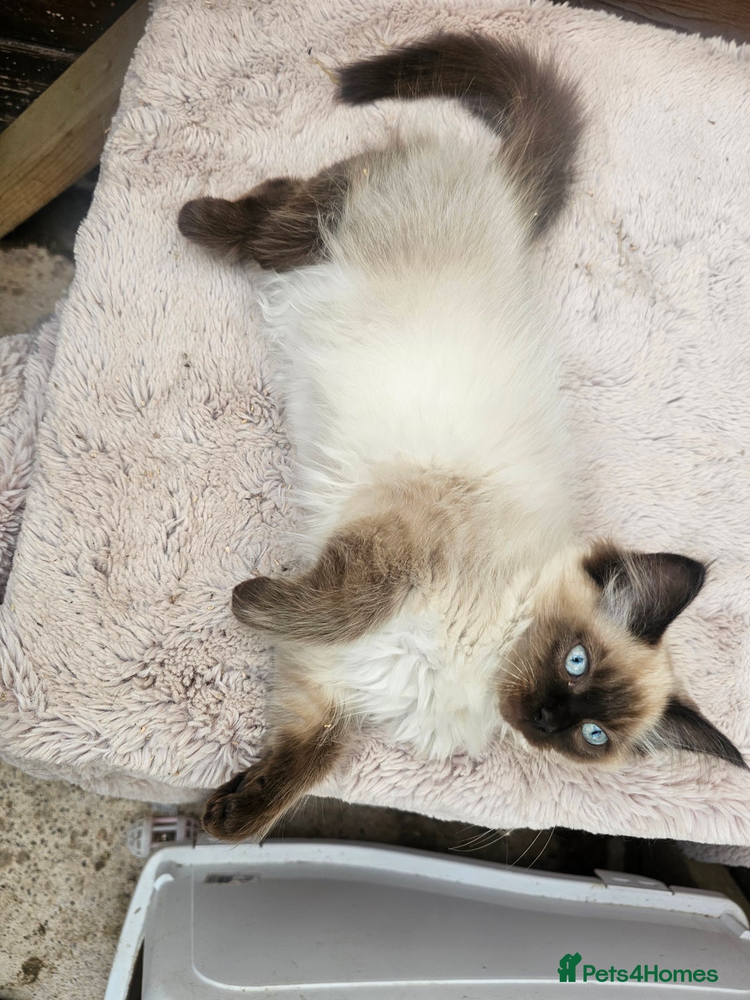 Ragdoll cats for sale: Ragdoll kittens - Image 13