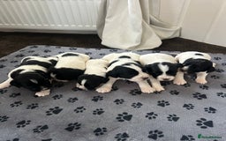 English Springer Spaniel dogs for sale: 10 stunning spaniel puppies for sale  - Image 6